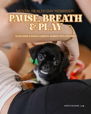 This Mental Health Day, give yourself a pause that truly matters.

Puppy Yoga isn’t just about the cuddles (though they help), it’s gentle movement, a breath of calm, and a little joy only wagging tails can bring.

Slow down, stretch it out, and let the pups do their magic. You deserve this moment of peace.

🐾 Join us this weekend for a heart-lifting, puppy-filled session.
 💌 DM us to book your spot.

#mentalhealth #yoppypuppyyoga #yogadubai #yogaabudhabi #dubaiyoga #abudhabiactivities #dubaiactivities #thingstodoindubai #thingstodoinabudhabi