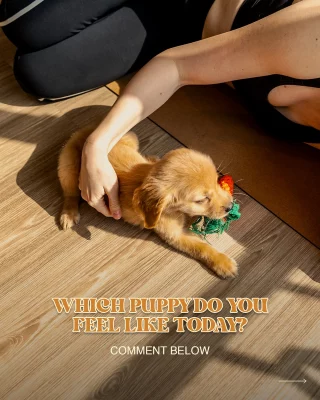 Mood check! Which puppy matches your Wednesday vibe? 

Drop it in the comments! 🐾✨

#yoppypuppyyoga #yogadubai #yogaabudhabi #dubaiyoga #abudhabiactivities #dubaiactivities #thingstodoindubai #thingstodoinabudhabi