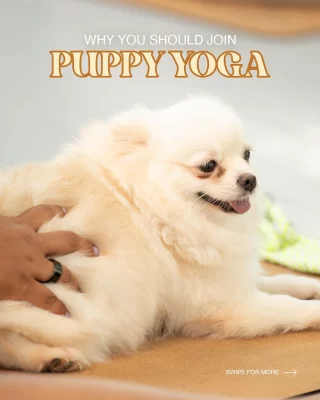 This is your sign, book a Yoppy session now! 🐾

Stretch, relax, and let these adorable pups brighten your day.

Trust us, you’ll thank yourself later!

#yoppypuppyyoga #yogadubai #yogaabudhabi #dubaiyoga #abudhabiactivities #dubaiactivities #thingstodoindubai #thingstodoinabudhabi
